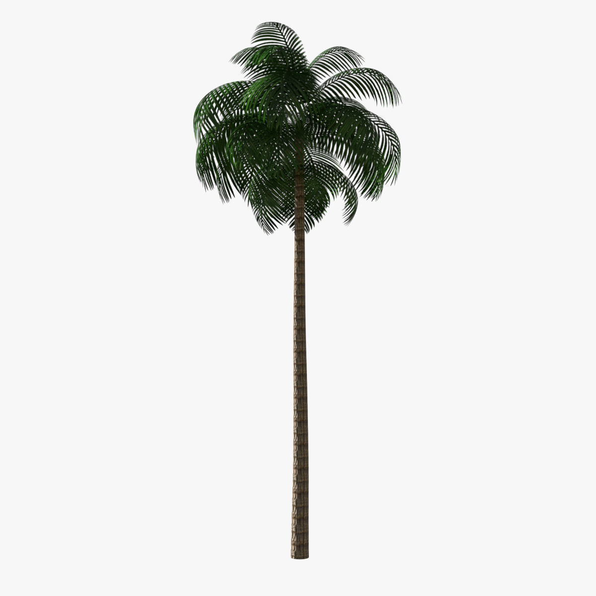 Palm Tree 02 Low Poly Low-poly 3D model_3