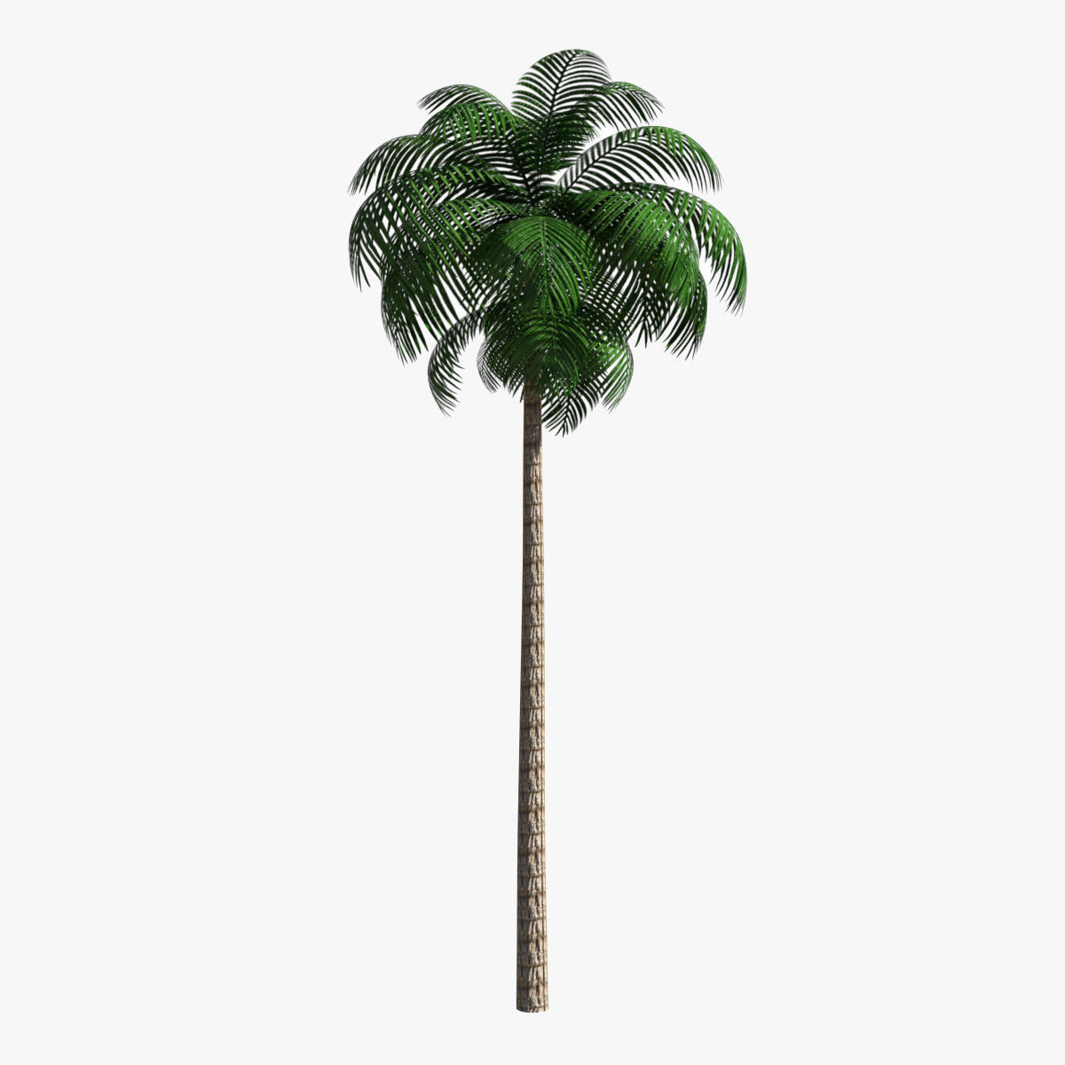 Palm Tree 02 Low Poly Low-poly 3D model_2