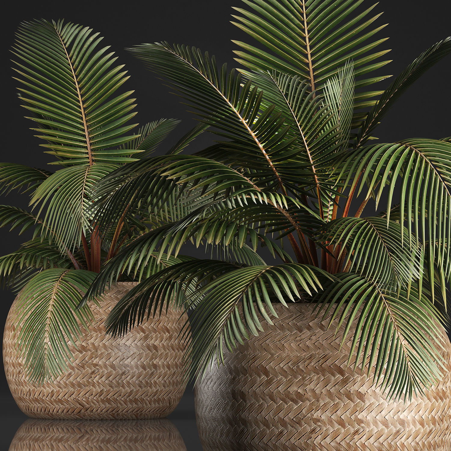 Decorative palm tree in the basket 3D model_2