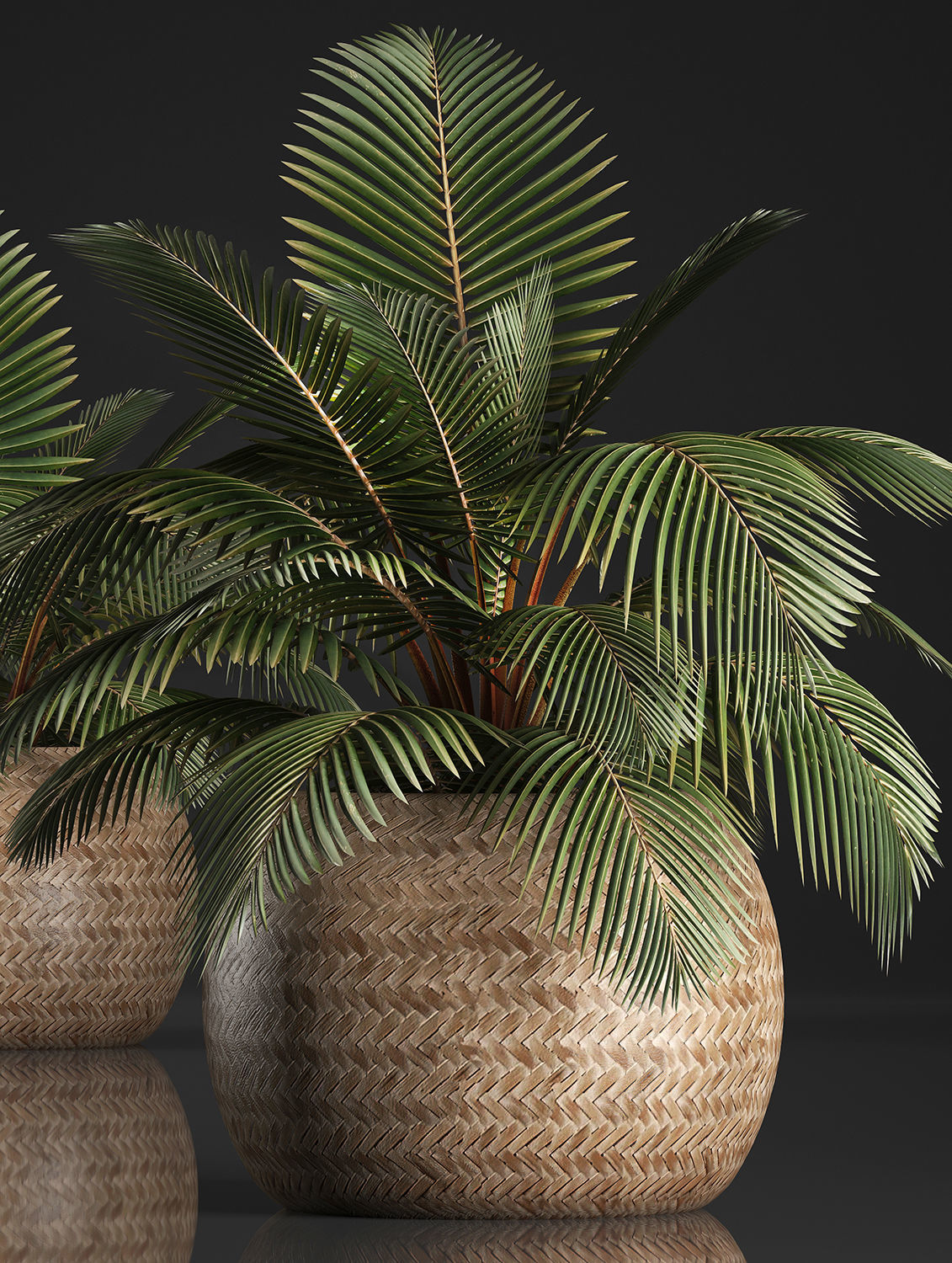 Decorative palm tree in the basket 3D model_1