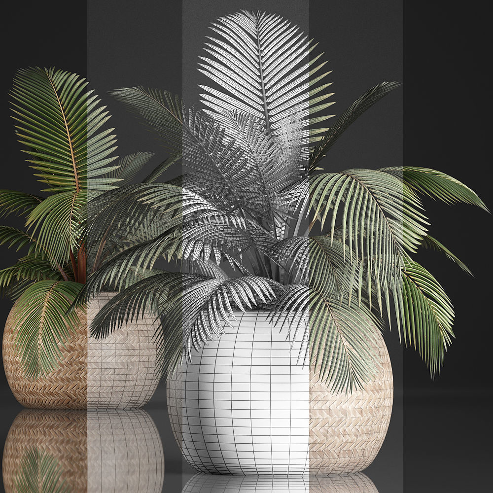 Decorative palm tree in the basket 3D model_5
