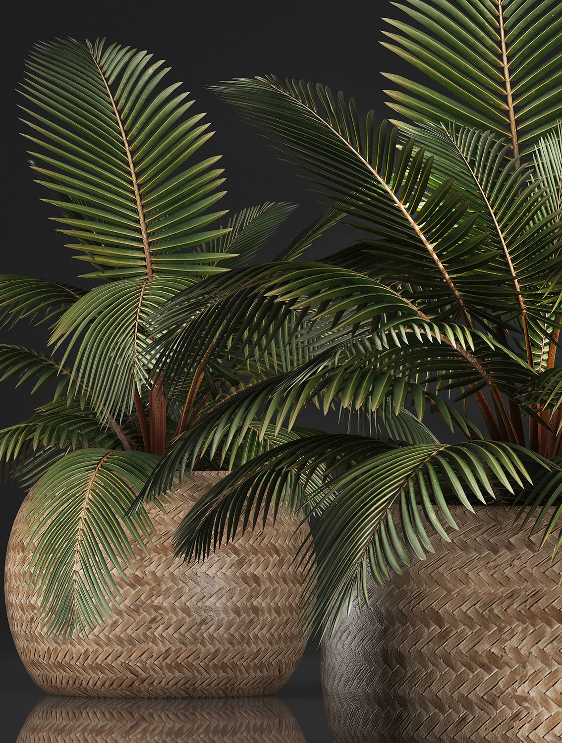 Decorative palm tree in the basket 3D model_3