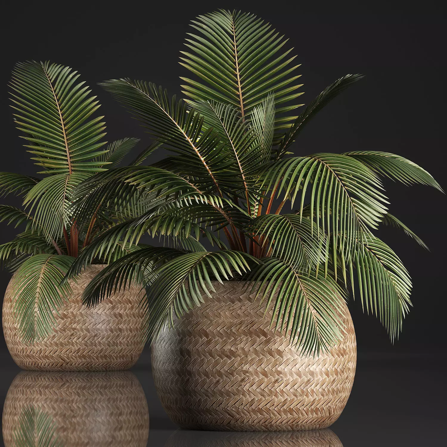 Decorative palm tree in the basket 3D model_0
