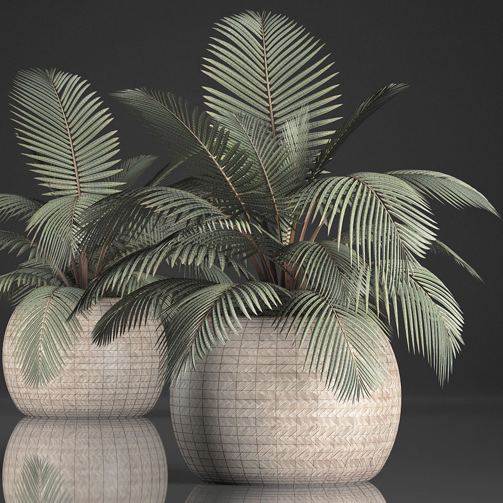 Decorative palm tree in the basket 3D model_6