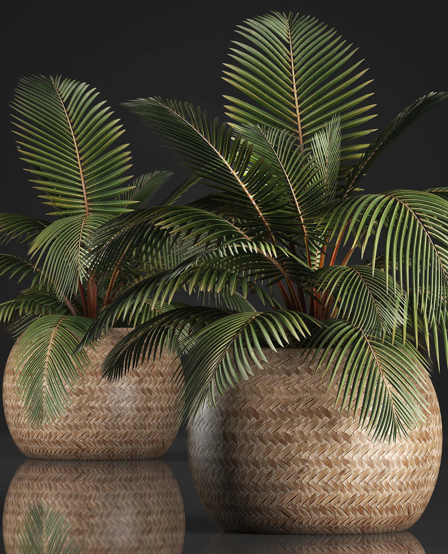 Decorative palm tree in the basket 3D model_4