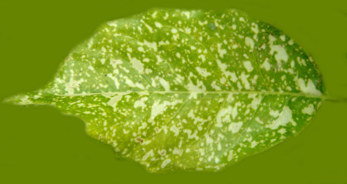 Room plant Low-poly 3D model_1