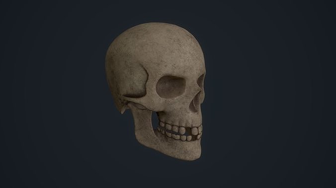 Skull Low-poly 3D model