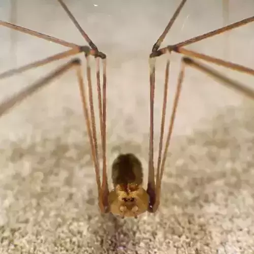 Spider Pholcus Phalangioides