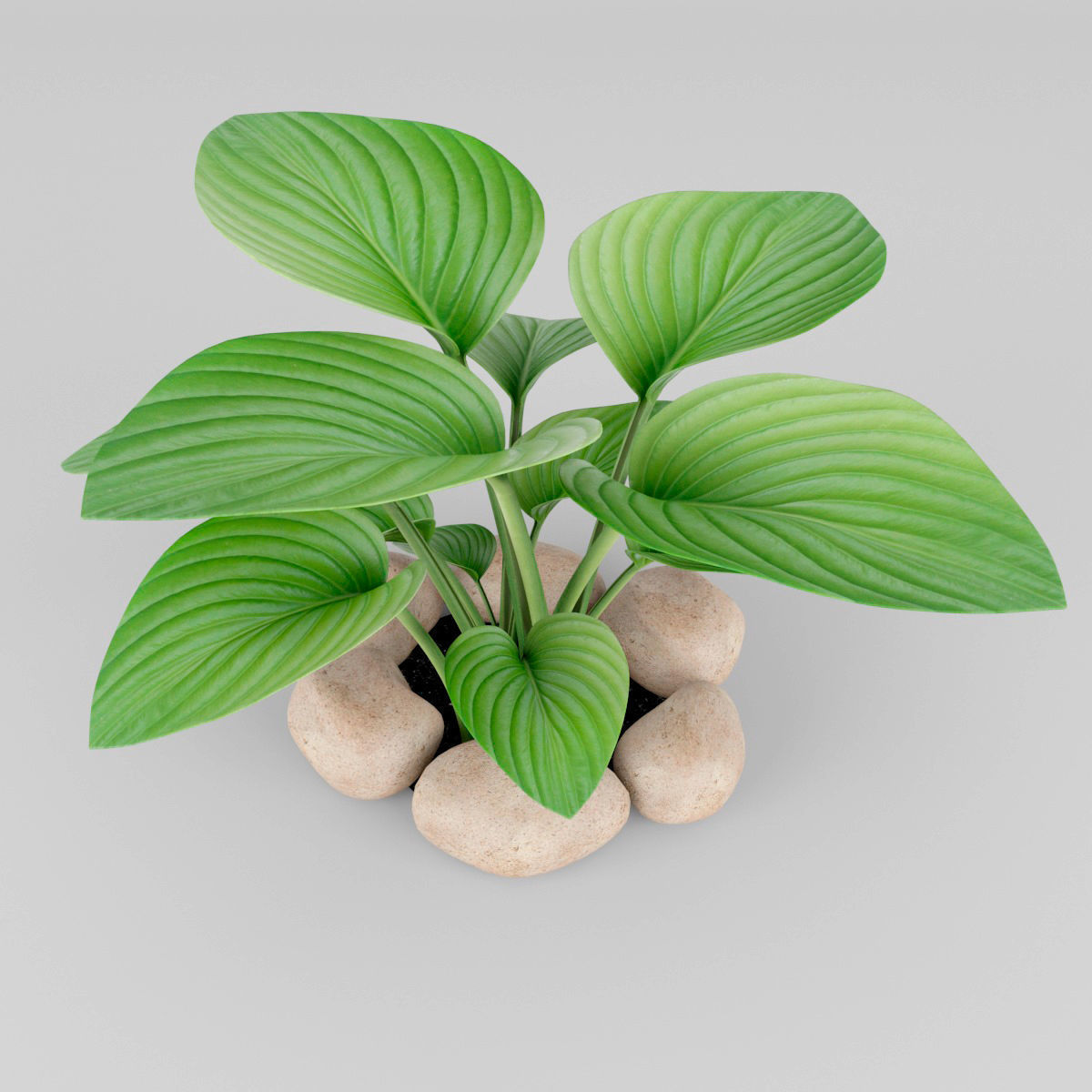 Hosta plant 3D model_1
