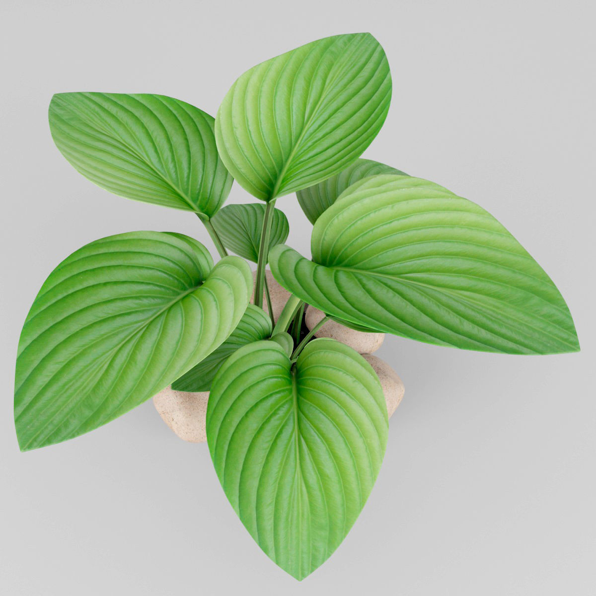 Hosta plant 3D model_2