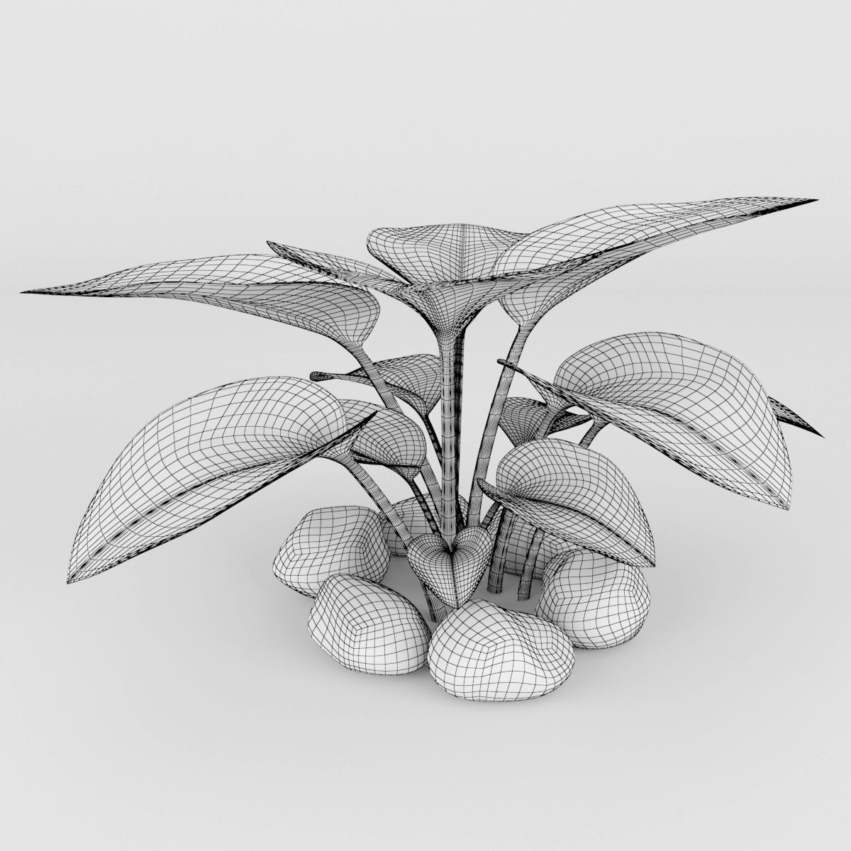 Hosta plant 3D model_4