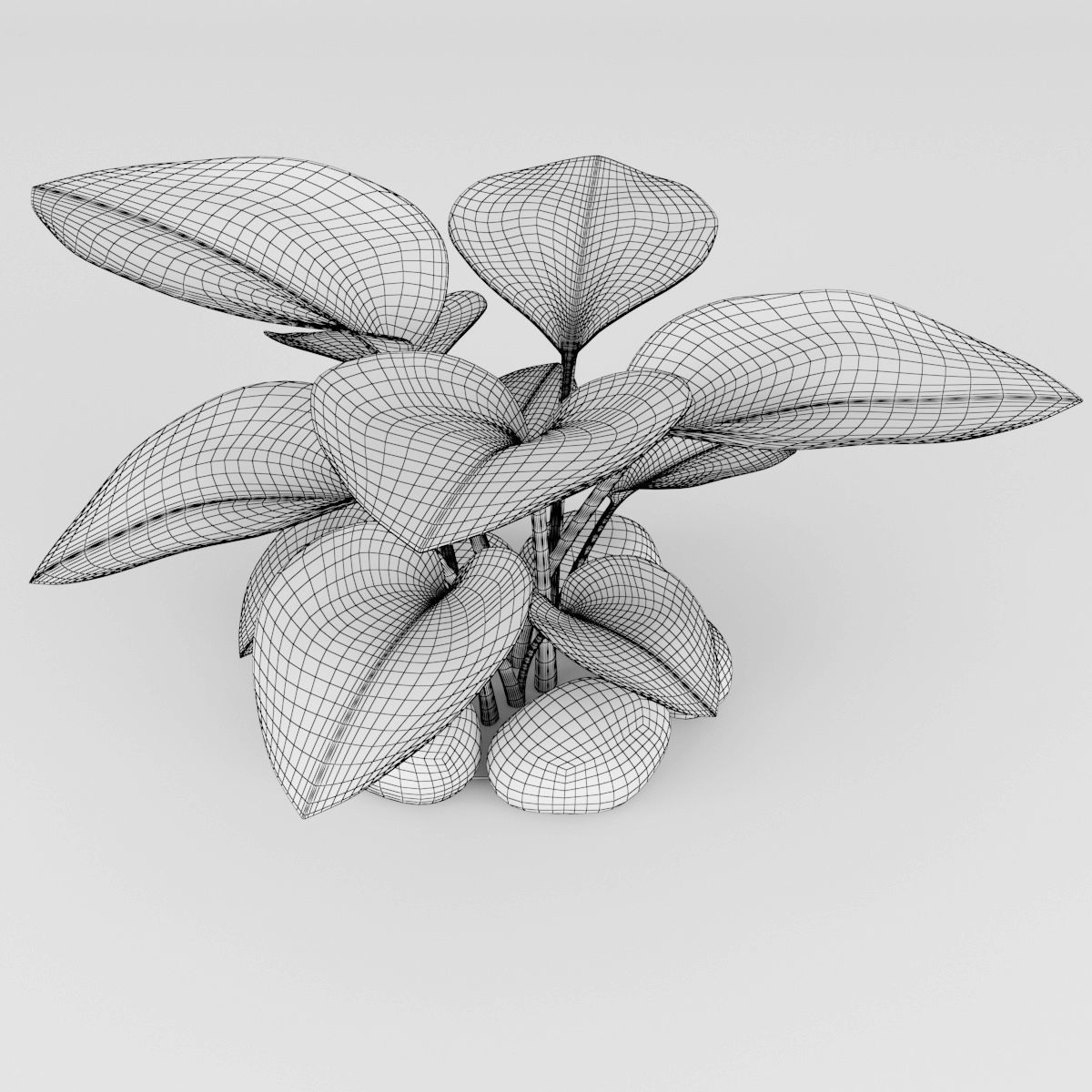 Hosta plant 3D model_5