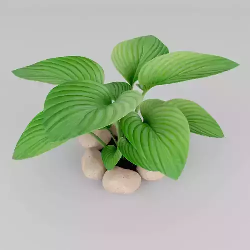 Hosta plant