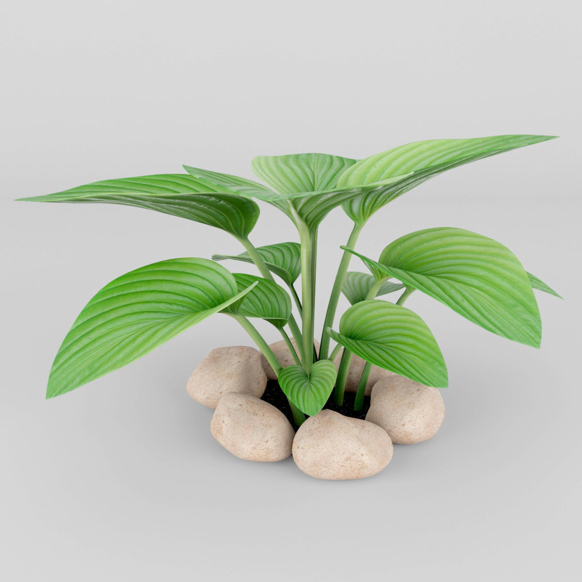 Hosta plant 3D model_3