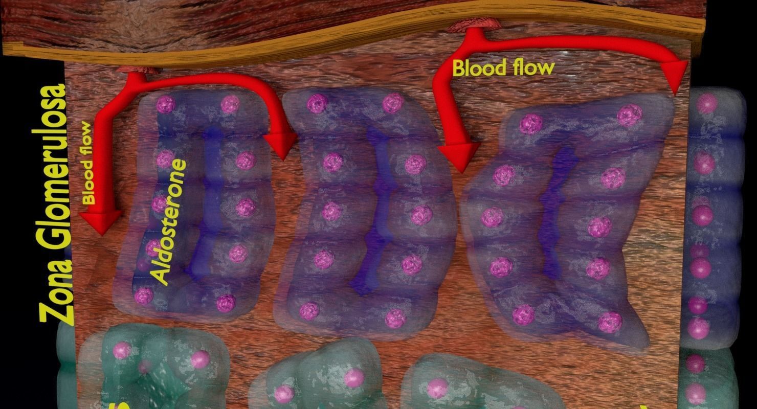 Adrenal gland gross microscopic 3D model_33