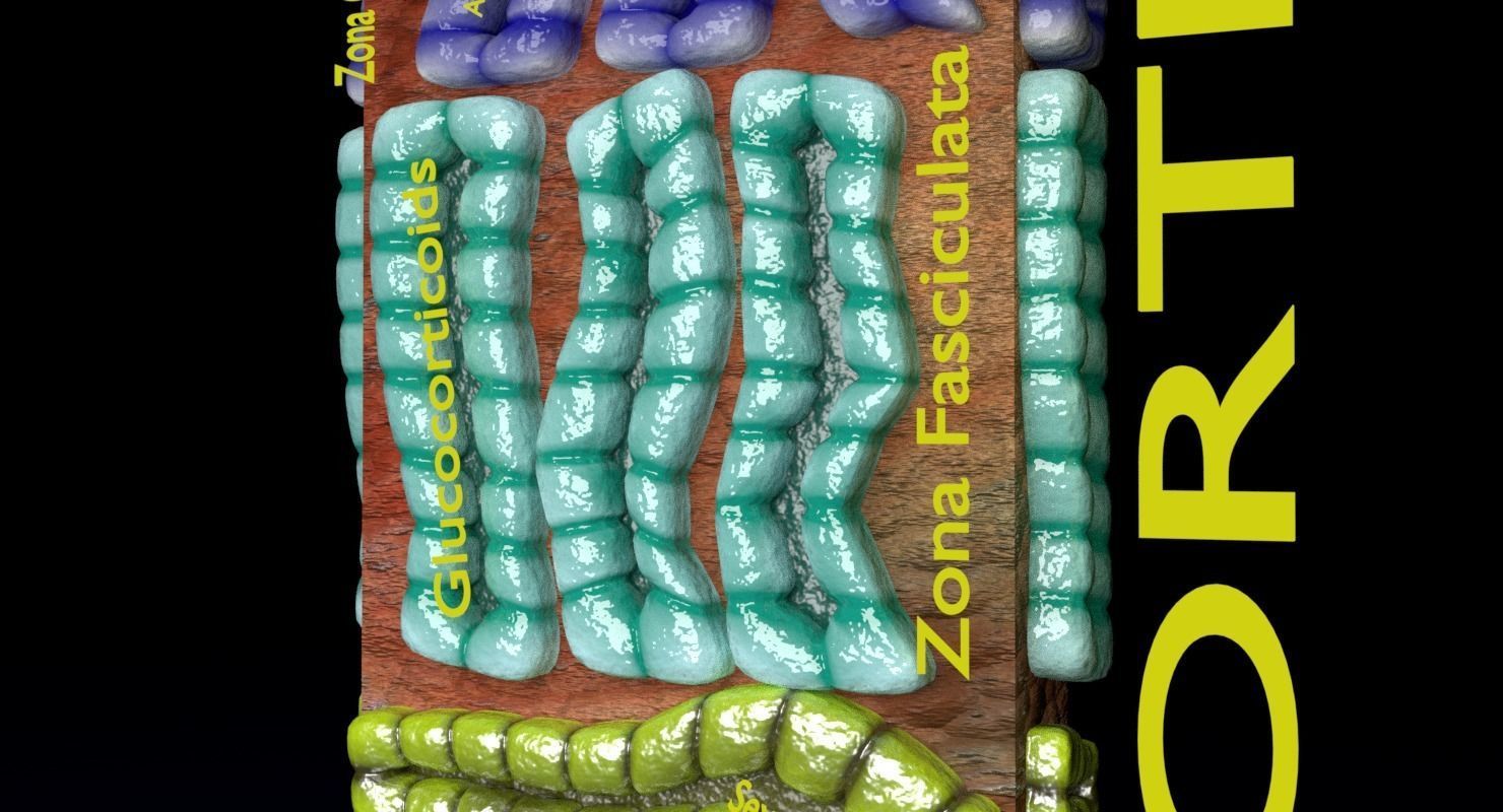 Adrenal gland gross microscopic 3D model_39