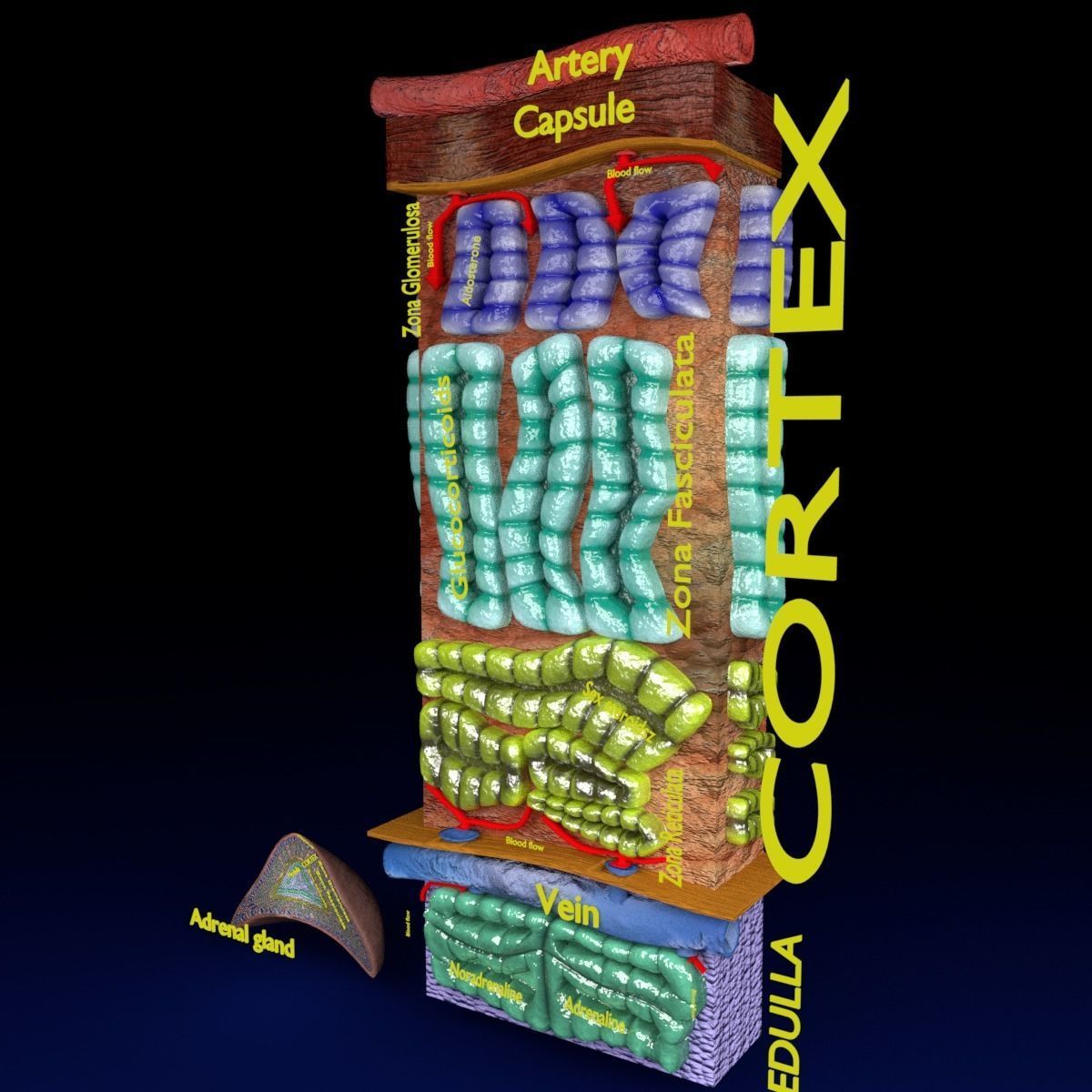 Adrenal gland gross microscopic 3D model_28