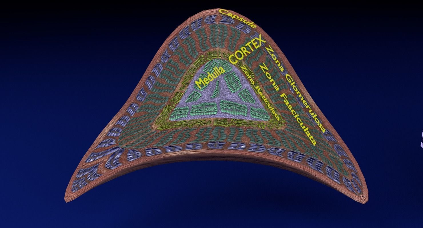 Adrenal gland gross microscopic 3D model_25