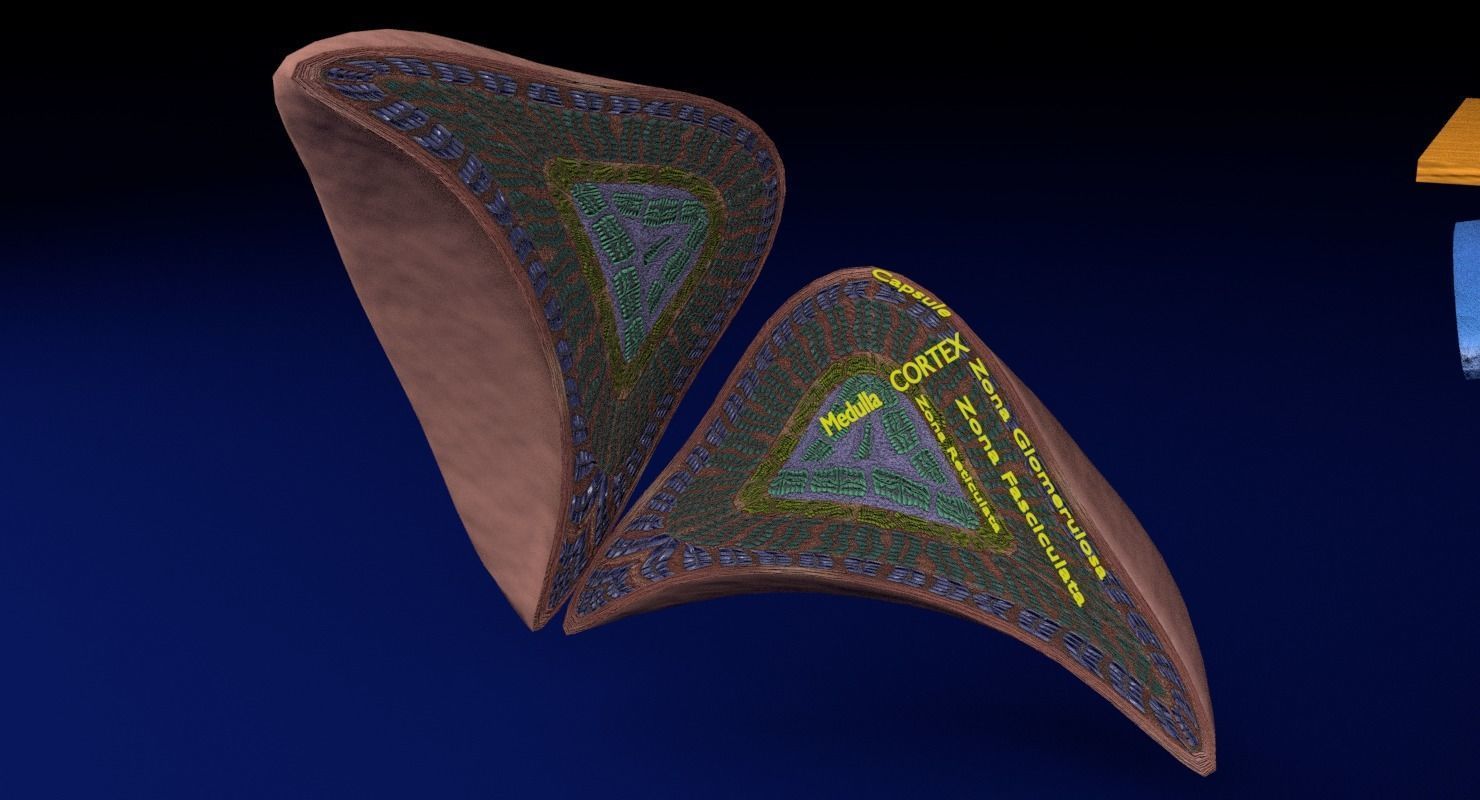 Adrenal gland gross microscopic 3D model_41