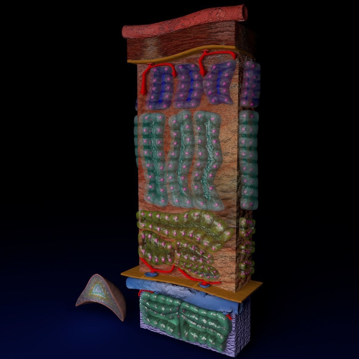 Adrenal gland gross microscopic 3D model_54