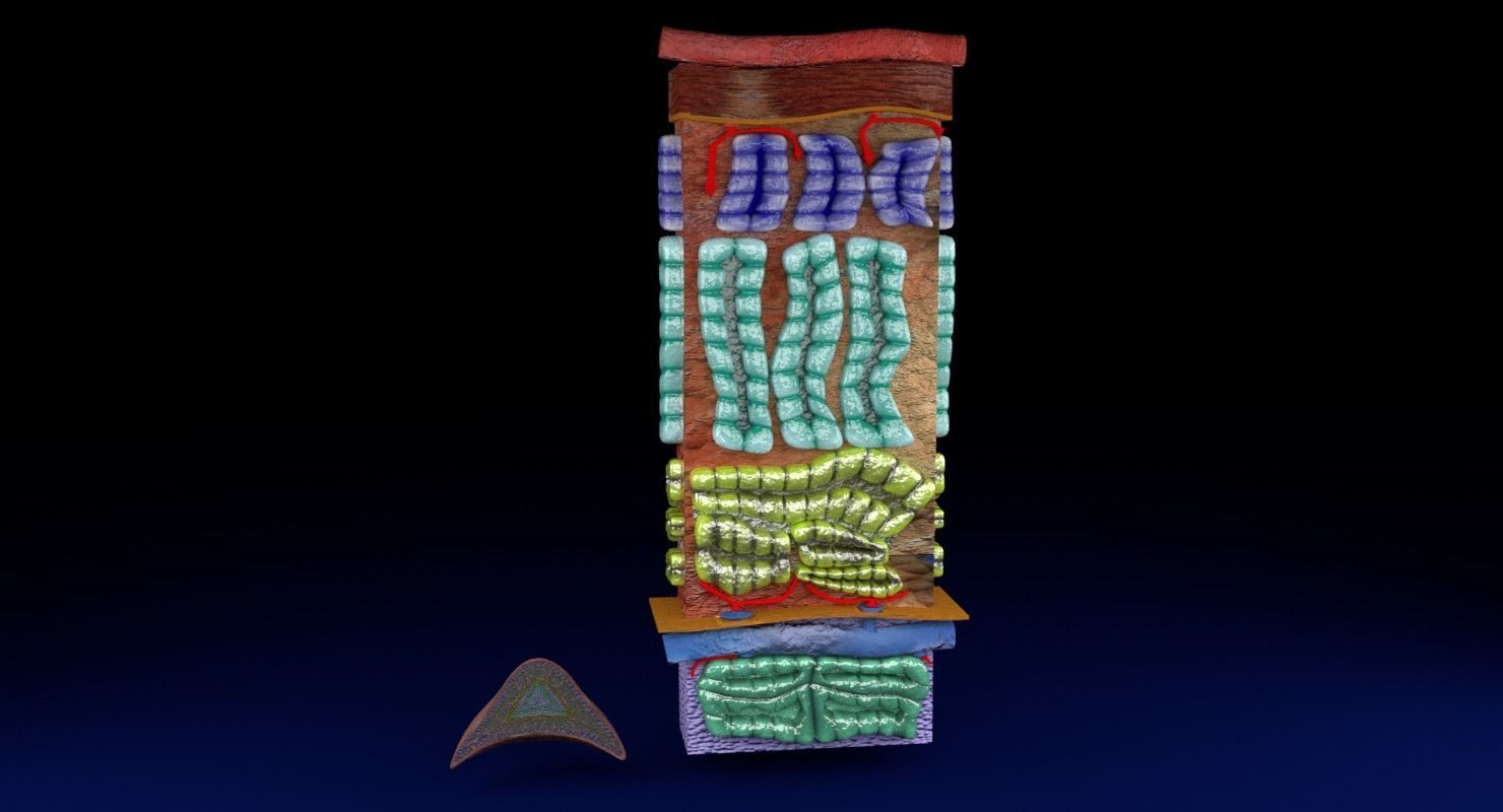 Adrenal gland gross microscopic 3D model_17