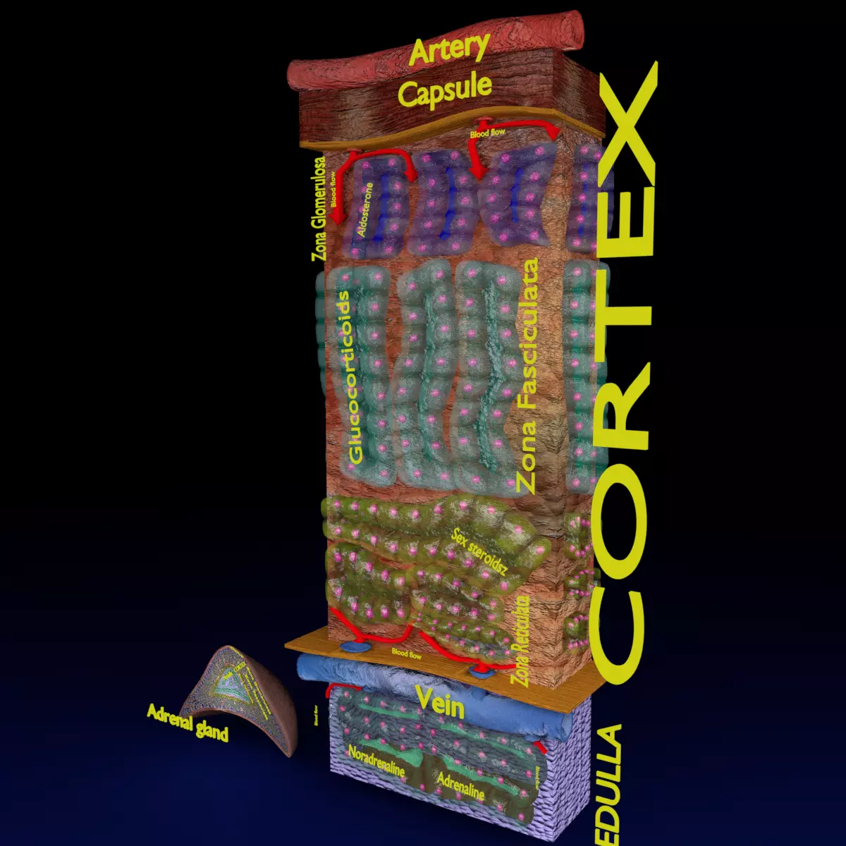 Adrenal gland gross microscopic 3D model_0