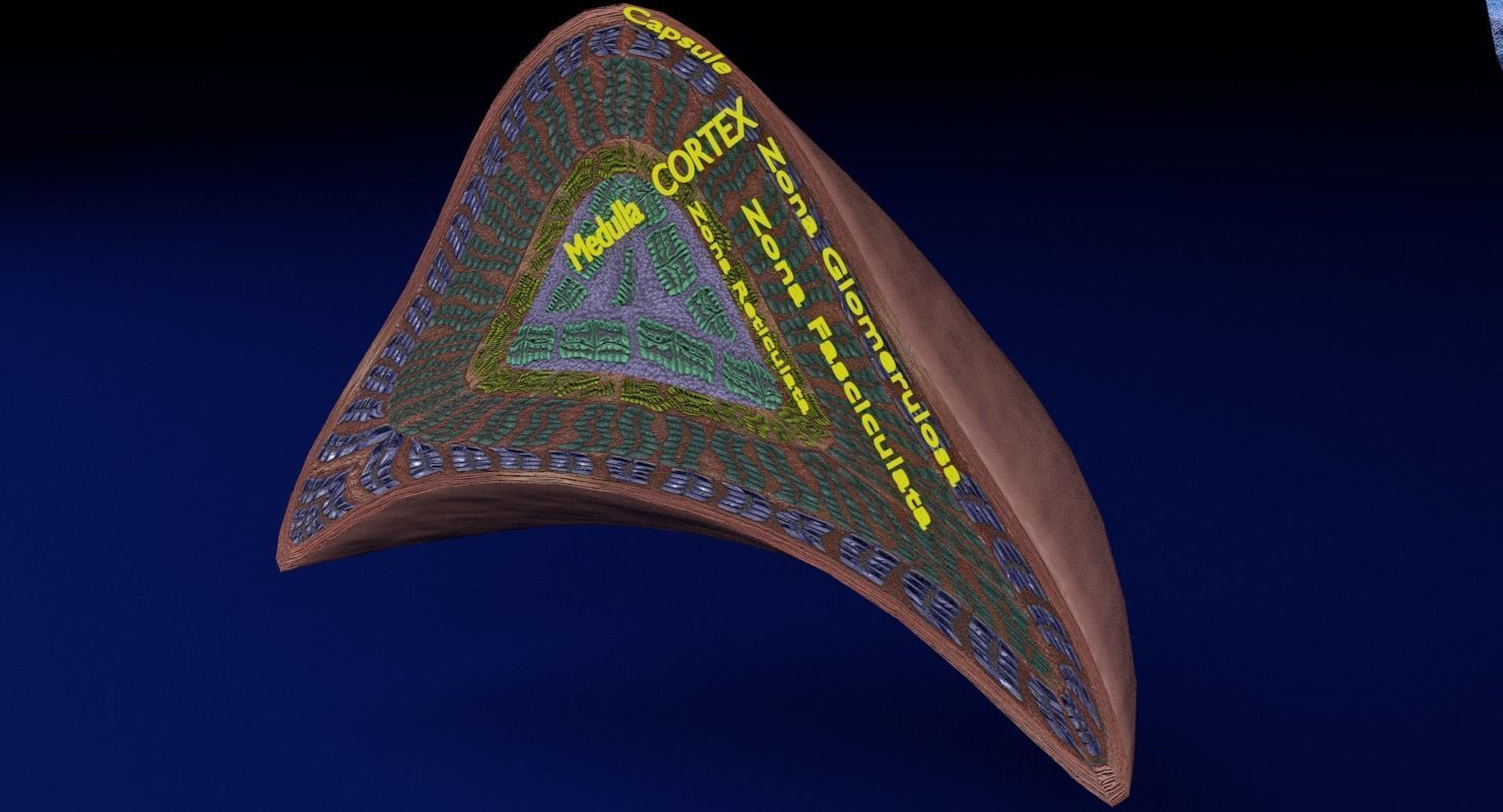 Adrenal gland gross microscopic 3D model_6
