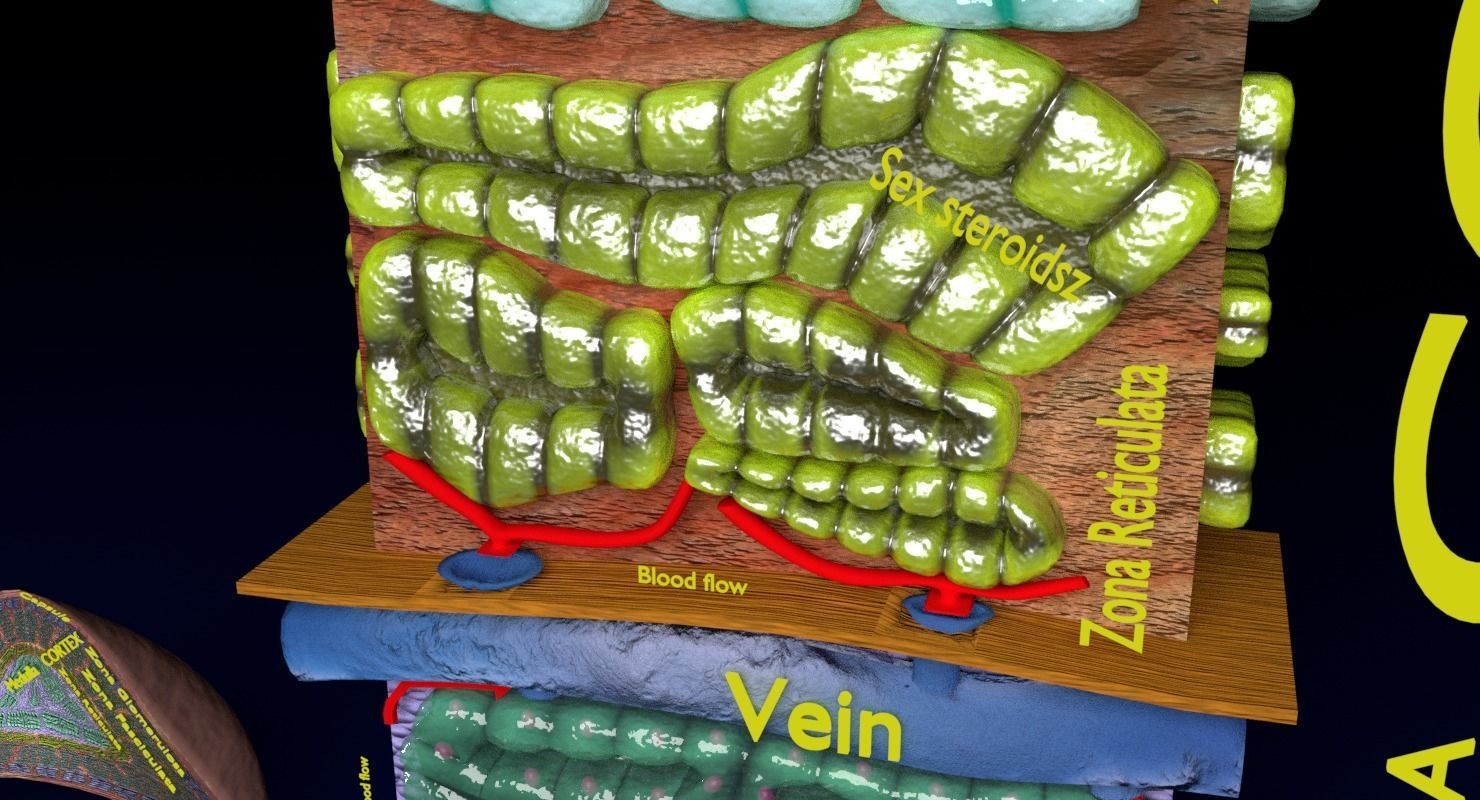 Adrenal gland gross microscopic 3D model_36