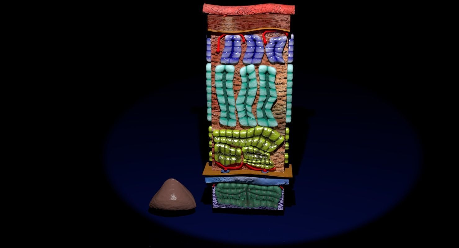 Adrenal gland gross microscopic 3D model_29