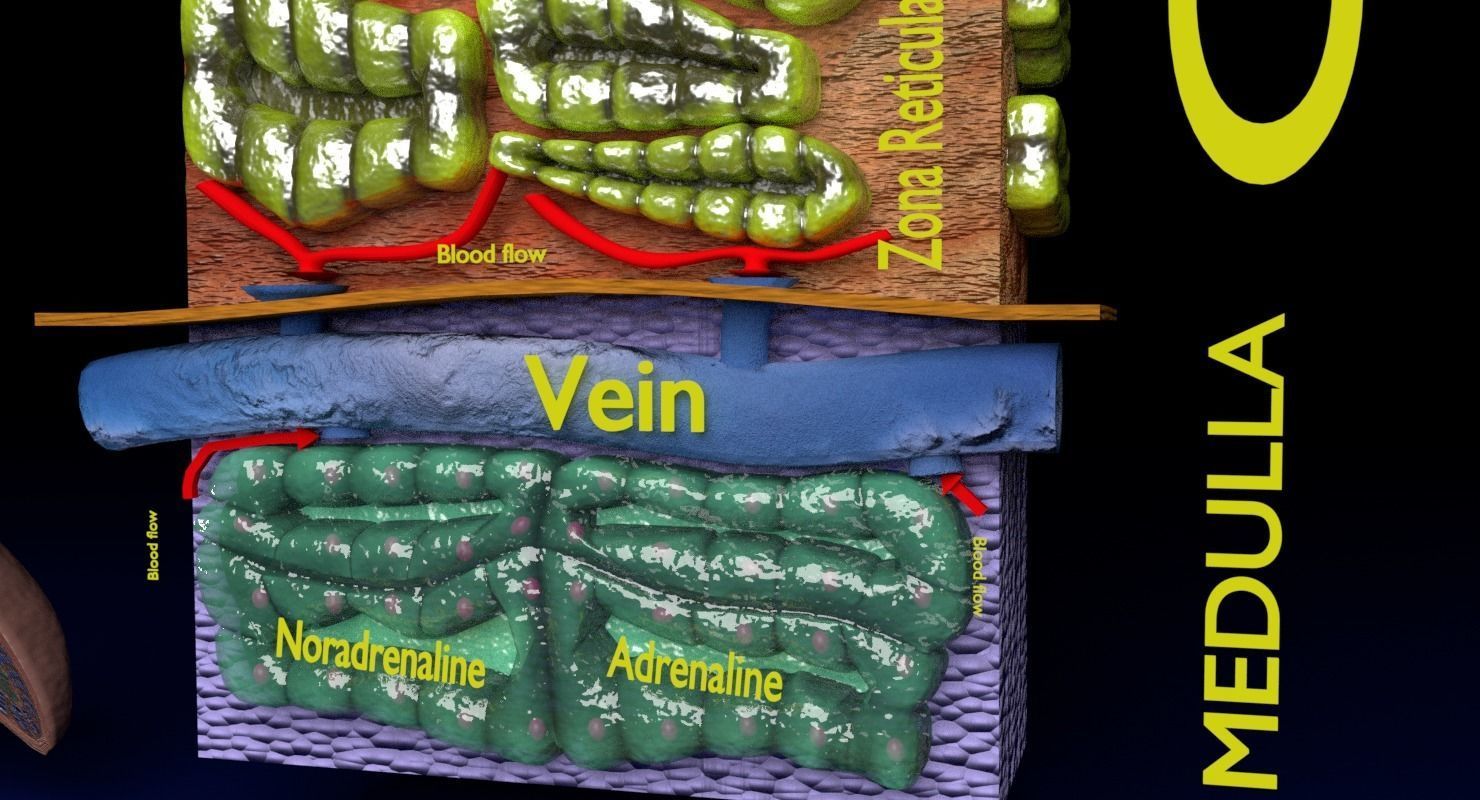Adrenal gland gross microscopic 3D model_45