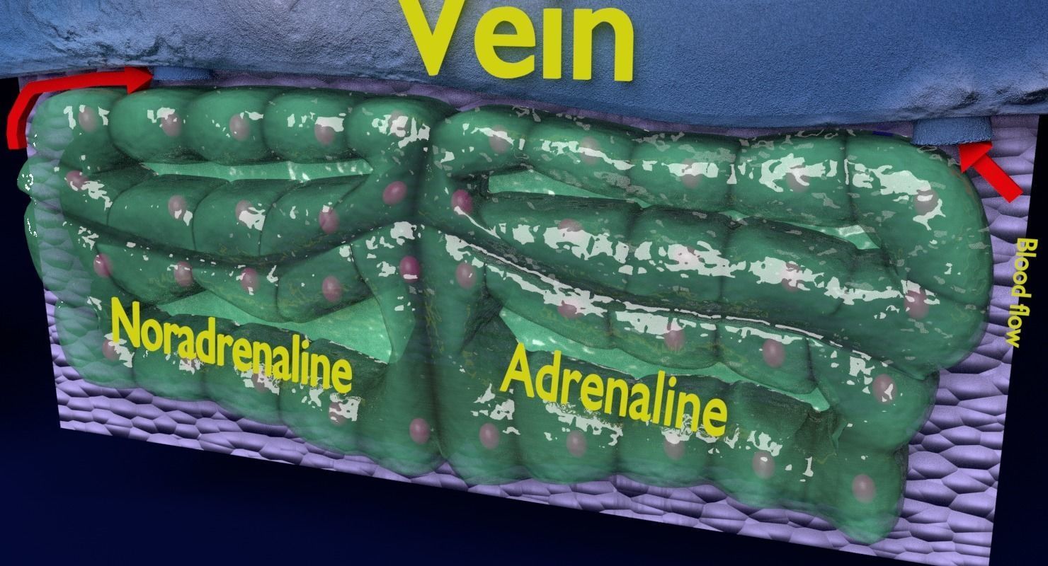 Adrenal gland gross microscopic 3D model_32