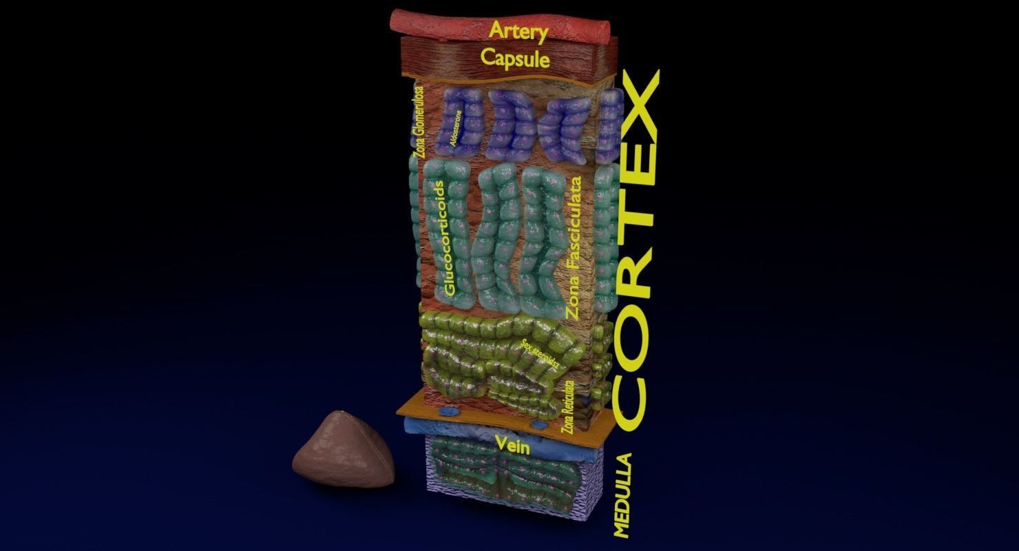 Adrenal gland gross microscopic 3D model_12