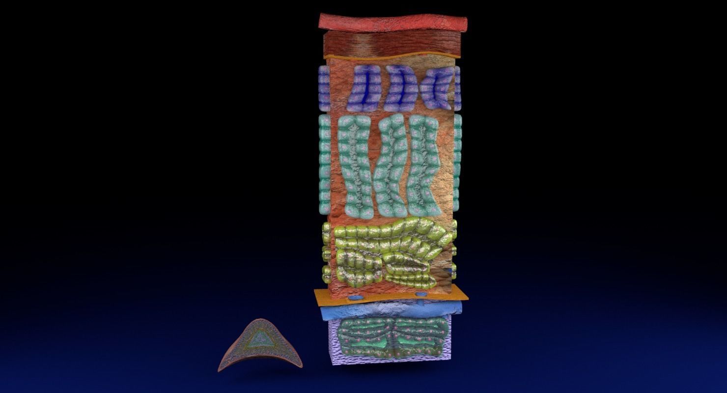 Adrenal gland gross microscopic 3D model_38