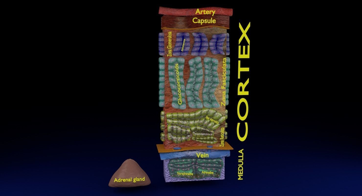 Adrenal gland gross microscopic 3D model_11