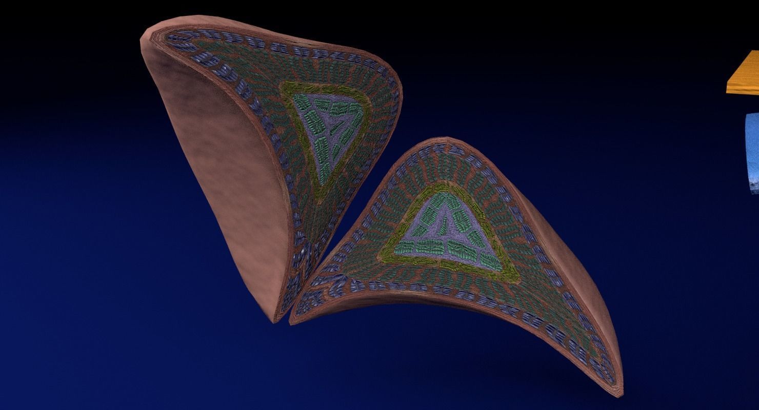 Adrenal gland gross microscopic 3D model_46