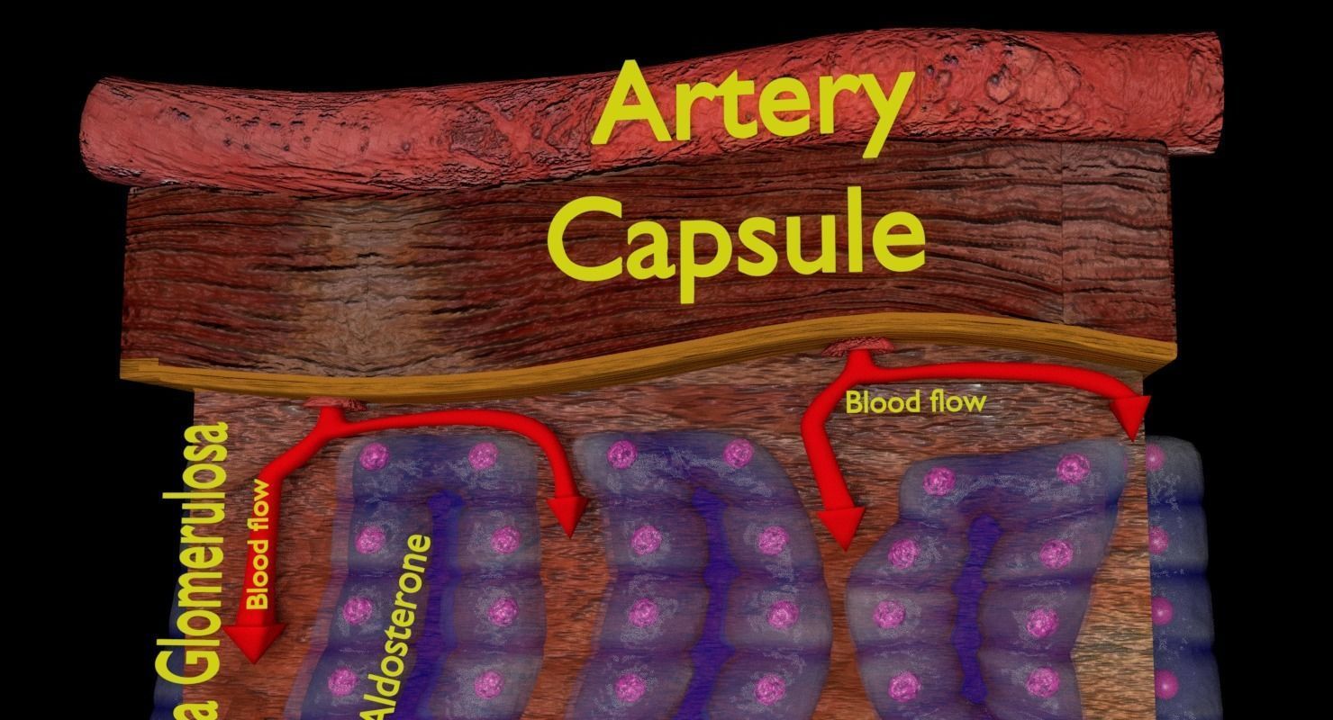 Adrenal gland gross microscopic 3D model_21