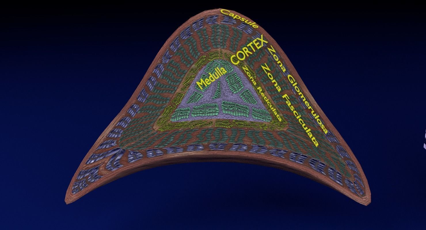 Adrenal gland gross microscopic 3D model_22