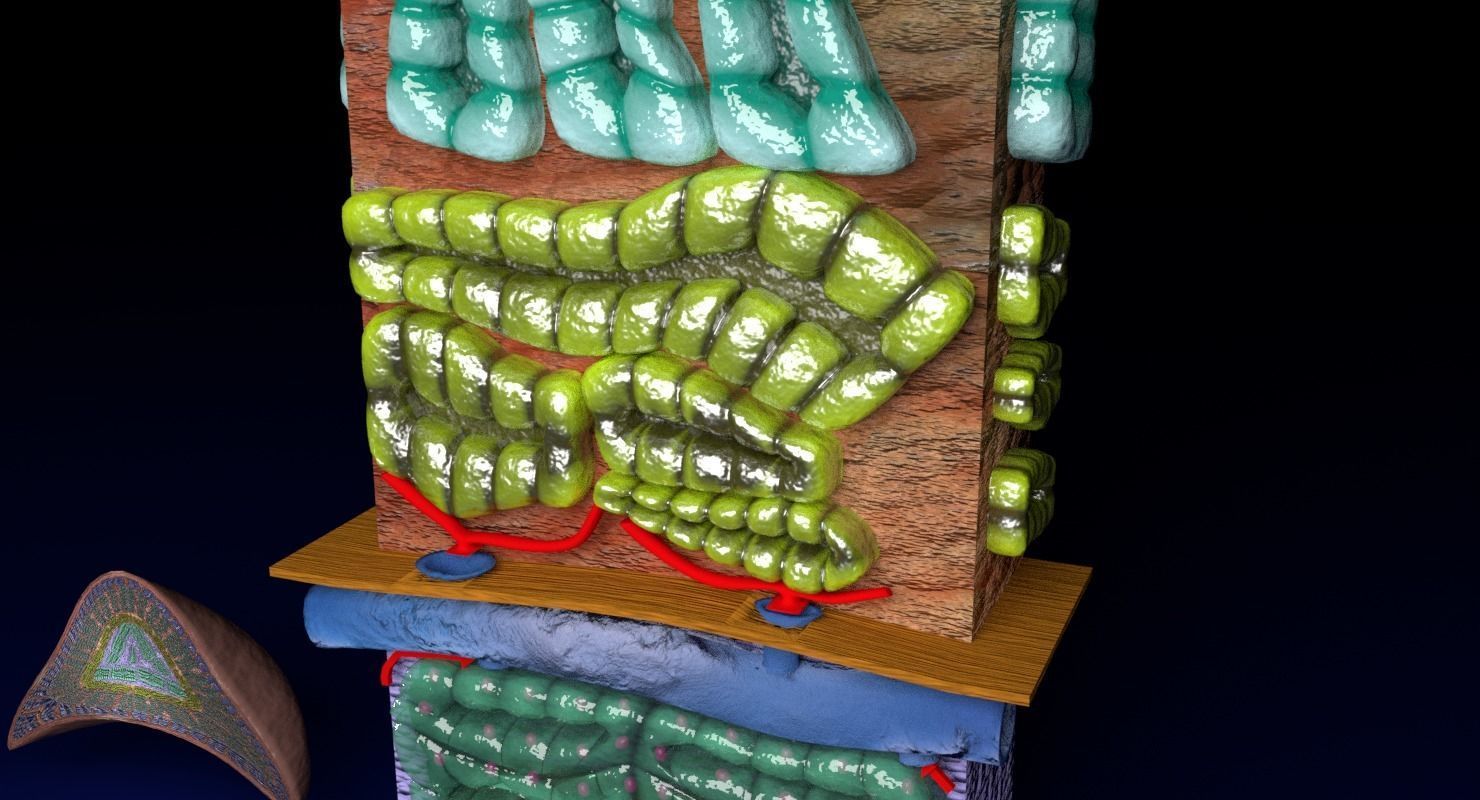 Adrenal gland gross microscopic 3D model_19