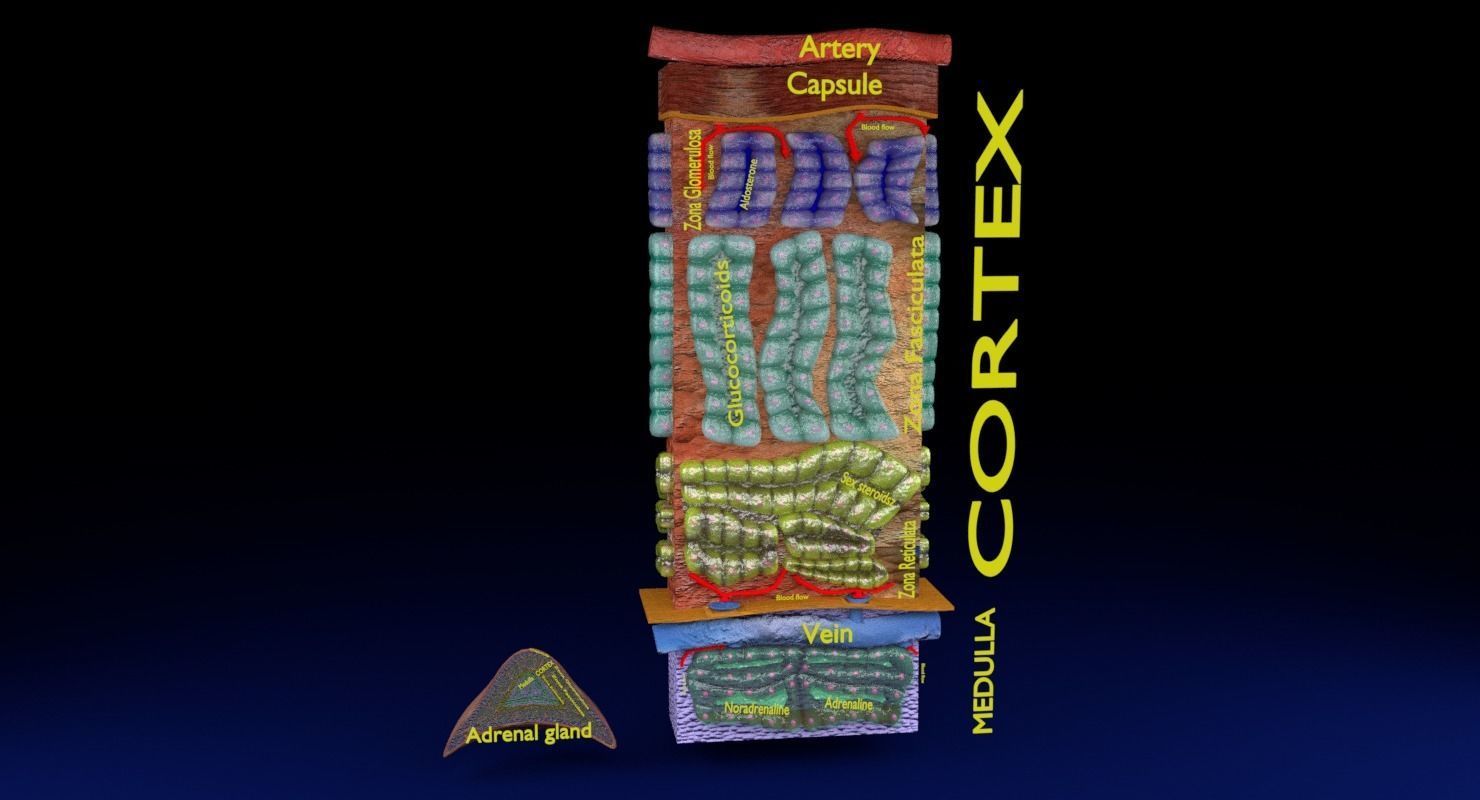 Adrenal gland gross microscopic 3D model_50