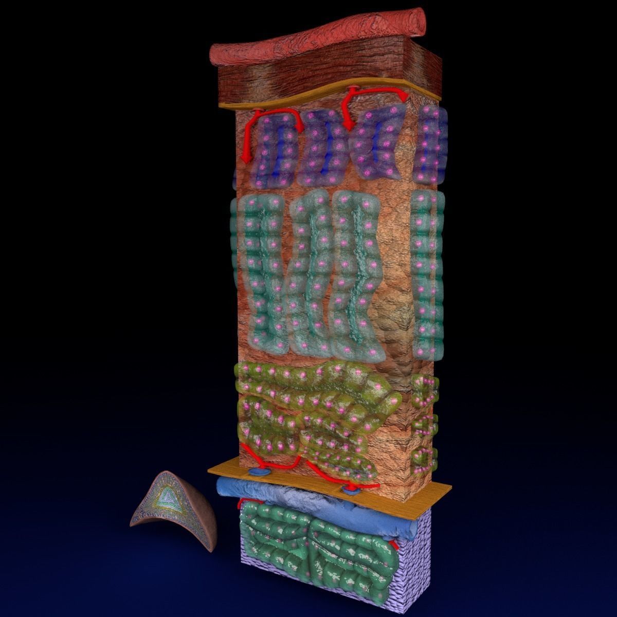 Adrenal gland gross microscopic 3D model_24