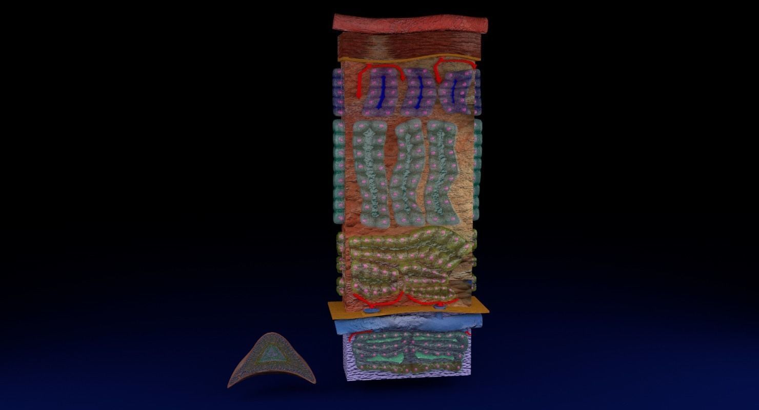 Adrenal gland gross microscopic 3D model_9