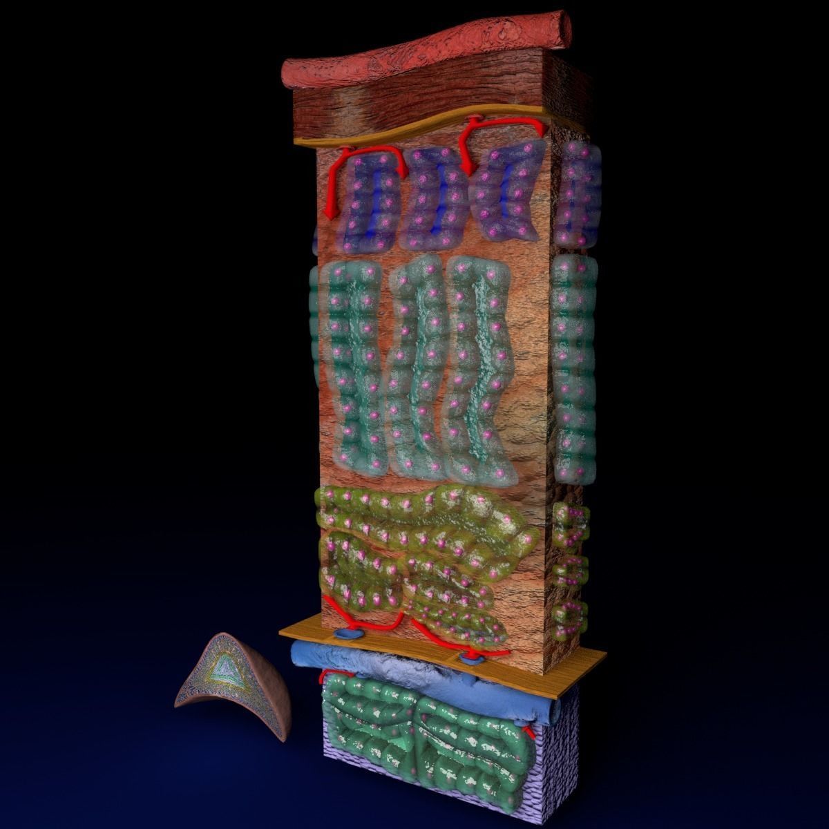 Adrenal gland gross microscopic 3D model_37