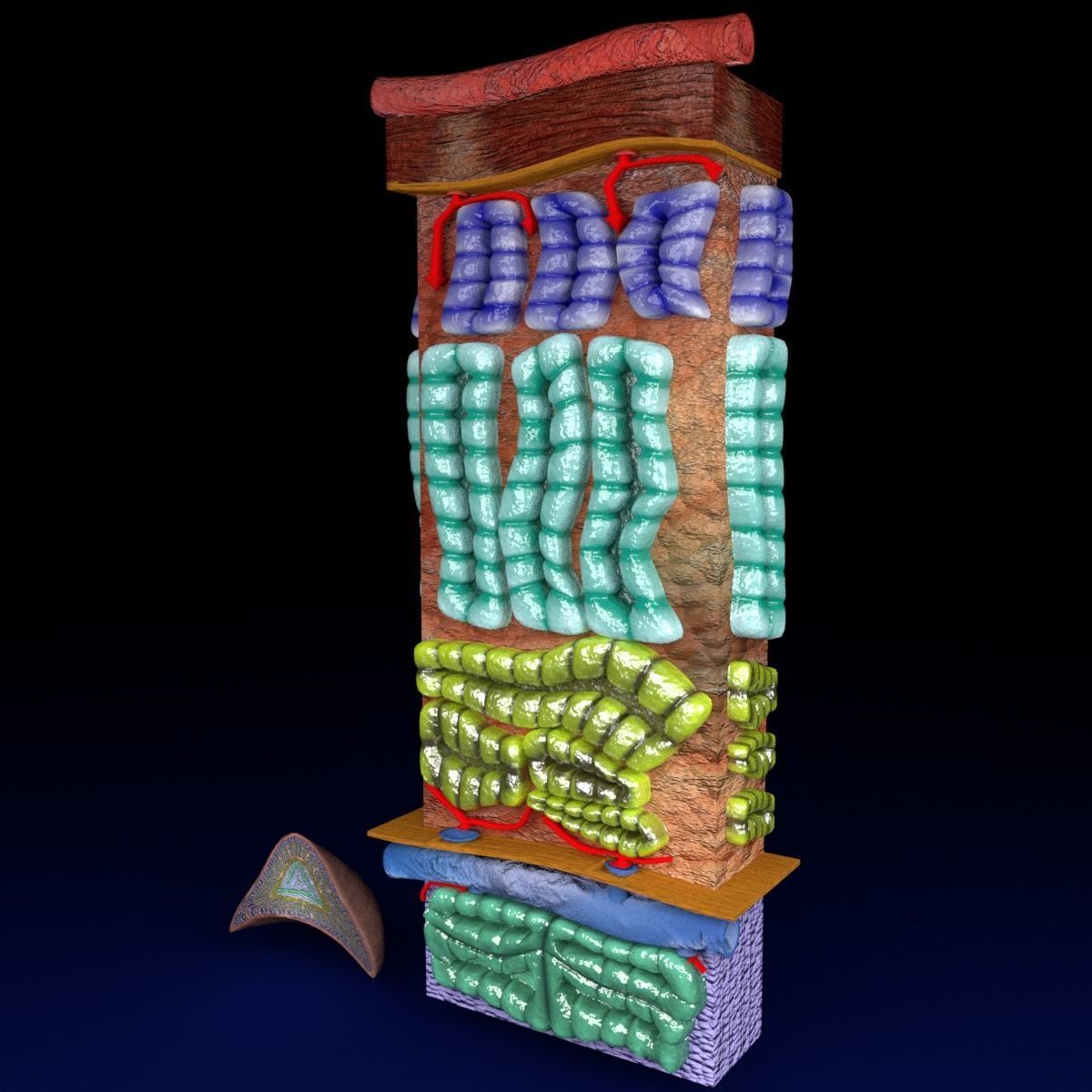 Adrenal gland gross microscopic 3D model_30