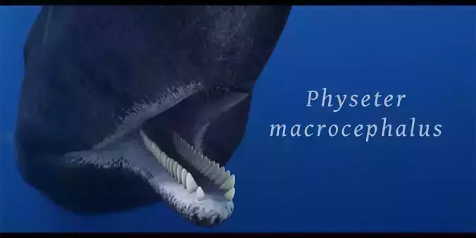 Sperm Whale 3D model