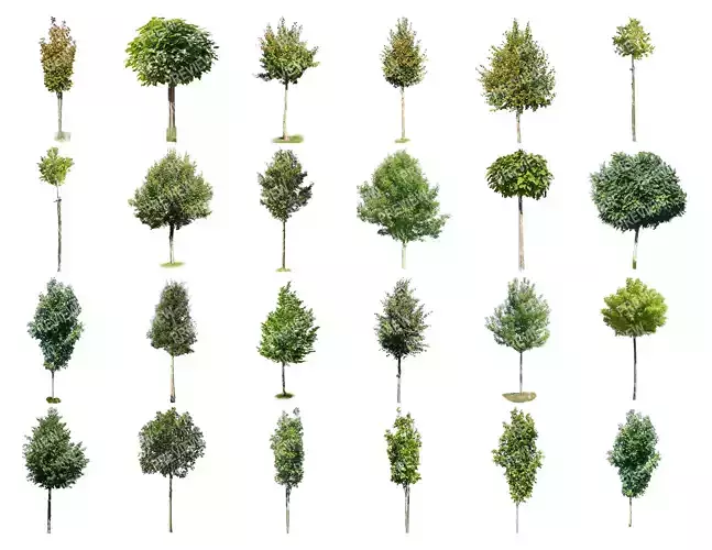 25 Cutout Trees Collection