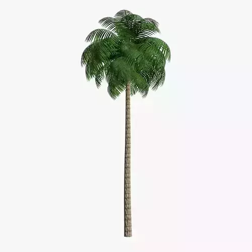 Palm Tree 03 Low Poly Low-poly 3D model