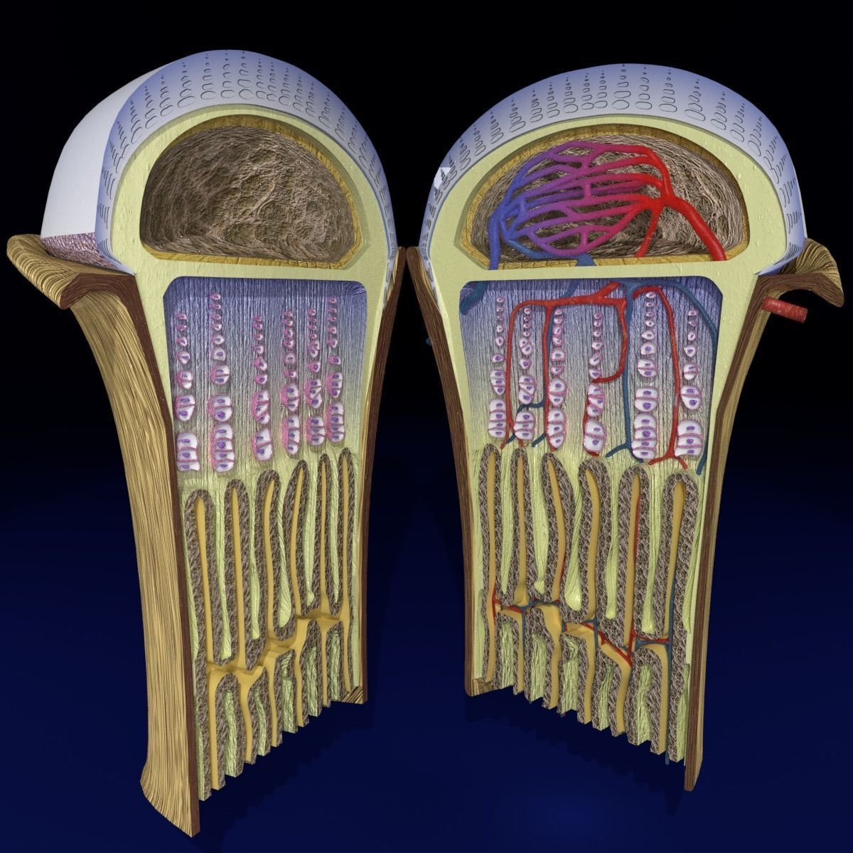 Bone epiphysis ossification detailed labelled anatomy microscopy 3D model_19