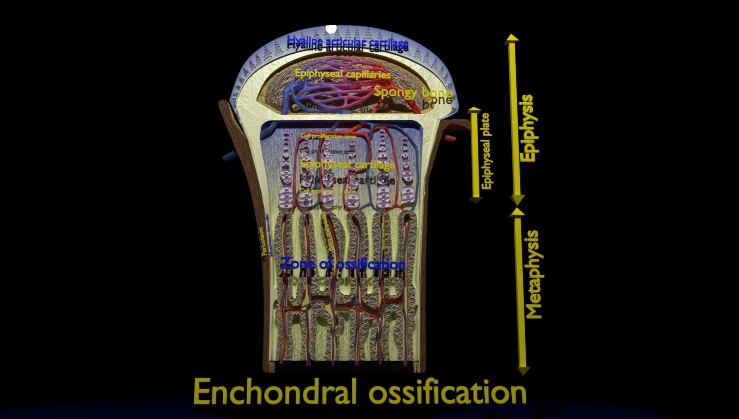 Bone epiphysis ossification detailed labelled anatomy microscopy 3D model_16