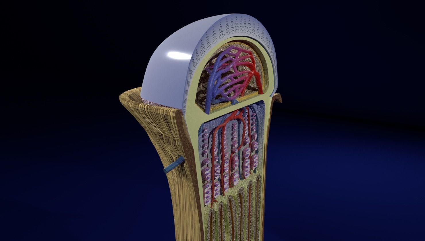 Bone epiphysis ossification detailed labelled anatomy microscopy 3D model_10