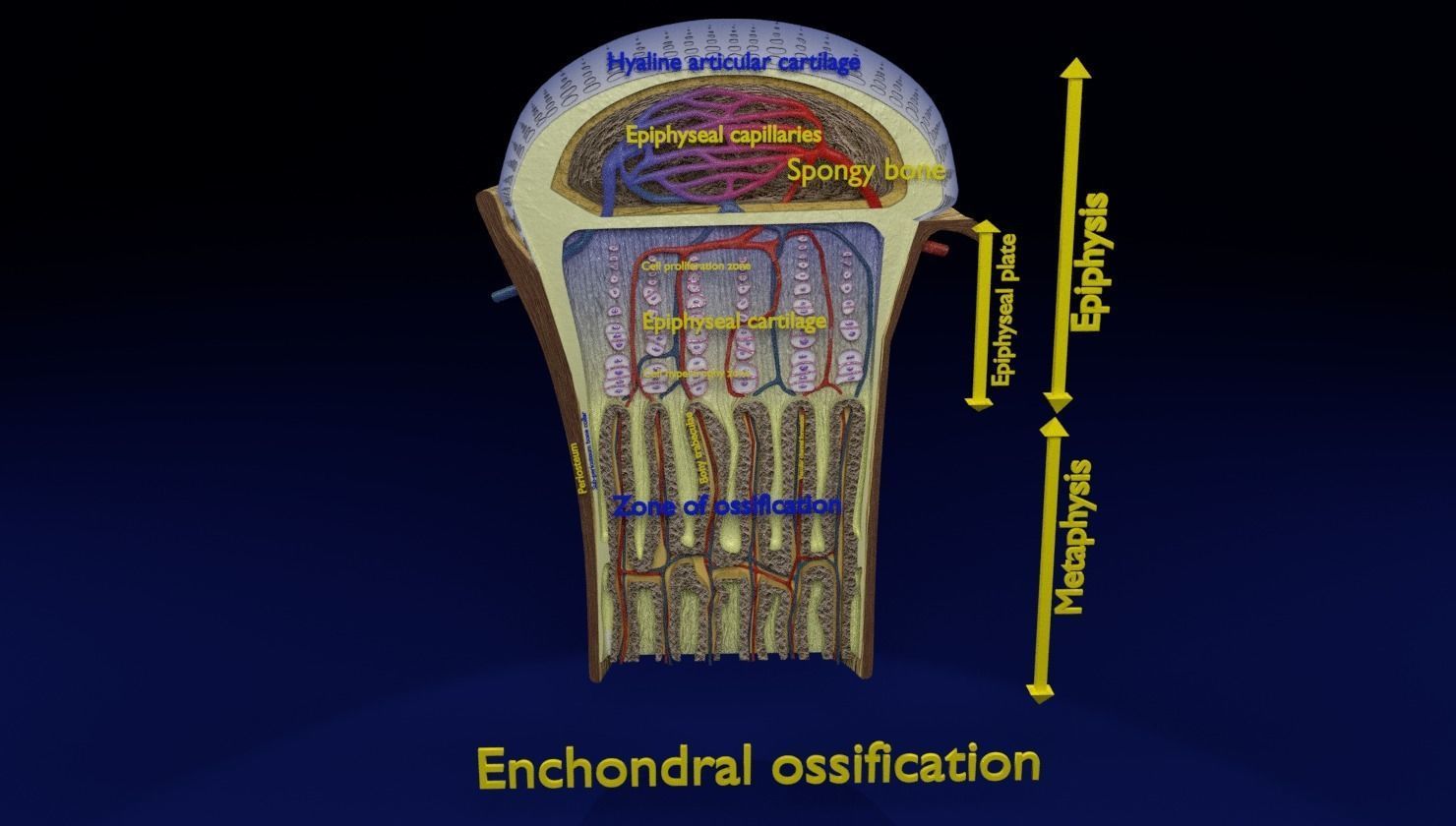 Bone epiphysis ossification detailed labelled anatomy microscopy 3D model_13